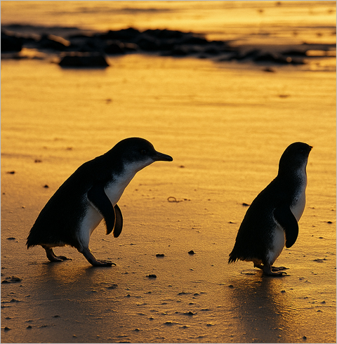 [멜버른] 퍼핑빌리+필립아일랜드 펭귄퍼레이드 투어      