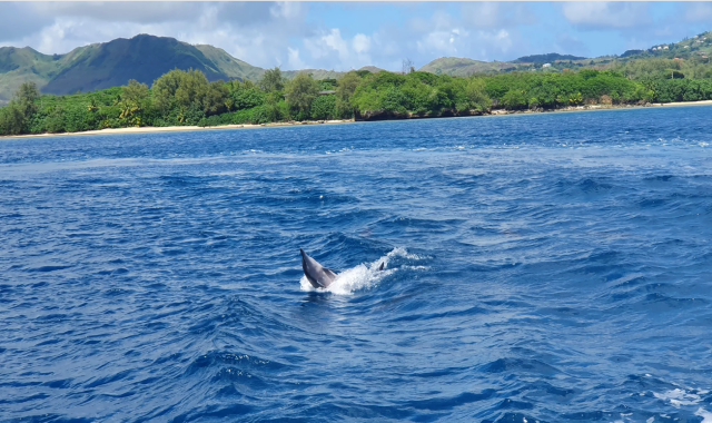괌 마린 돌핀크루즈 투어 - 참치회...