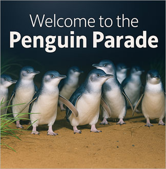 [멜버른]필립아일랜드 펭귄퍼레이드+...