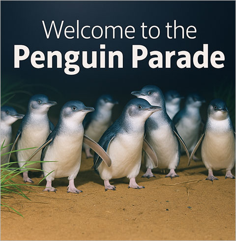 [멜버른]필립아일랜드 펭귄퍼레이드+코우스 해변마을+노비스+야생 왈라비 투어   