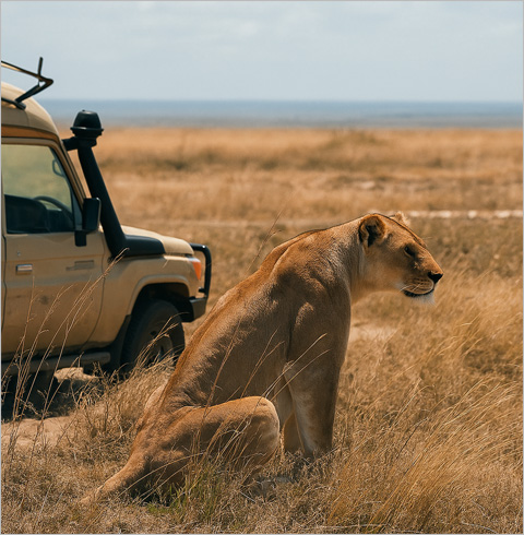세렝게티 3박 4일 그룹 롯지사파리  