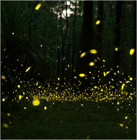 코타키나발루 동막골 반딧불투어 + 석식  