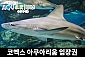 코엑스 아쿠아리움 대인/소인/주말/주중 공용권
